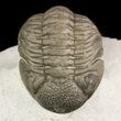 Detailed Morocops Trilobite On Limestone Pedastal #47377-2
